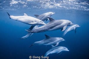 Bottlenose dolphin by Gang Song 